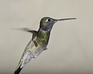 Images Dated 25th March 2010: Male magnificent hummingbird (Eugenes fulgens) in flight, Madera Canyon