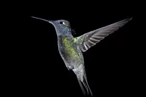 Images Dated 24th March 2010: Male magnificent hummingbird (Eugenes fulgens) in flight, Madera Canyon