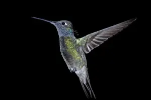 Black Background Prints: Male magnificent hummingbird (Eugenes fulgens) in flight, Madera Canyon