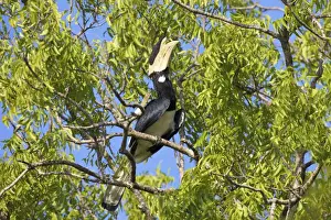 Hornbill Prints: Male Malabar Pied Hornbill (anthracoceros coronatus), Yala National Park, Sri Lanka, Asia
