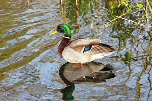 Duck Prints: Male Mallard Duck (Anas platyrhynchos), East Sussex, England, United Kingdom, Europe