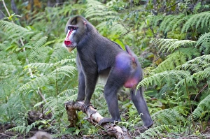 Male Animal Prints: Male mandrill (Mandrill sphinx), Parc de la Lekedi, Haut-Ogooue, Gabon, Africa