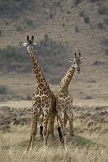Two male Mas ai giraffe (Giraffa camelopardalis tippels kirchi) fighting