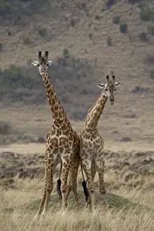 Jointly Prints: Two male Masai giraffe (Giraffa camelopardalis tippelskirchi) fighting