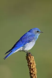 Portraiture Collection: Male mountain bluebird (Sialia currucoides), Douglas County, Colorado, United States of America