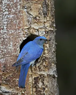 Male Mountain Bluebird (Sialia currucoides) with food at the nest, Yellowstone National Park, Wyoming, United States of America, North America