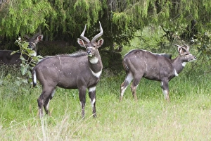 Male Animal Prints: Male mountain nyala (Tragelaphus buxtoni) (Balbok), Bale Mountains, Ethiopia, Africa