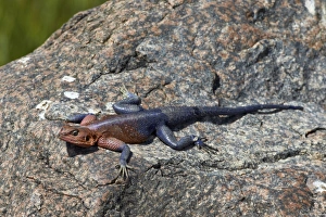 Male Mwanza flat-headed agama (Agama mwanzae), Serengeti National Park, Tanzania, East Africa, Africa
