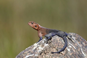 Serengeti Prints: Male Mwanza flat-headed agama (Agama mwanzae)