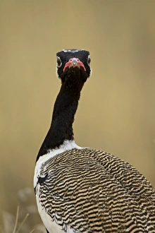 Bird Head Prints: Male Northern black korhaan (Eupodotis afraoides)
