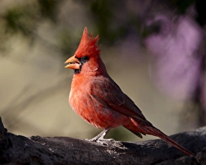 Images Dated 8th April 2010: Male Northern cardinal (Cardinalis cardinalis), Chiricahuas, Coronado National Forest