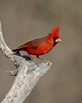 The Pond Prints: Male northern cardinal (Cardinalis cardinalis), The Pond, Amado, Arizona