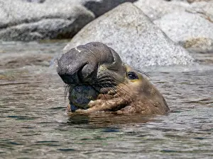 Mirounga Prints: Male northern elephant seal holds a rock in its mouth while resting in the water in Baja California