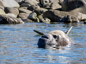 Hemisphere Prints: Male northern elephant seal observed in water with rocky shoreline in Puerto Refugio
