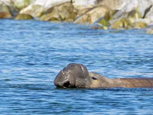 Saltwater Prints: Male northern elephant seal rests in water near rocks in Puerto Refugio
