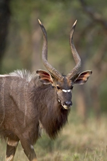 Images Dated 2nd November 2006: Male nyala (Tragelaphus angasii)