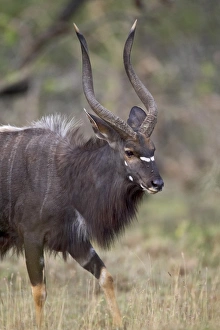 Images Dated 2nd November 2006: Male nyala (Tragelaphus angasii), Imfolozi Game Reserve, South Africa, Africa