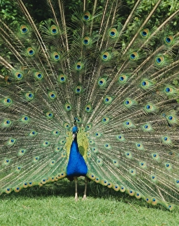 Posturing Prints: Male peacock