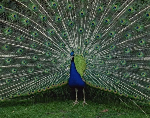 Courtship Prints: Male peacock courtship display