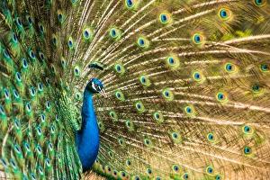 Colourful Prints: Male peacock displaying, United Kingdom, Europe