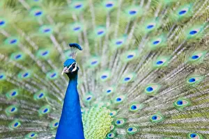 Maidstone Prints: Male Peacock (Pavo cristatus) displaying Plumage at Leeds Castle