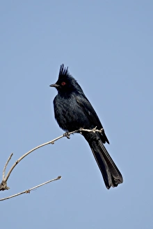 Male Phainopepla (Phainopepla nitens), San Bernadino County, California Male Phainopepla (Phainopepla nitens), San Bernadino County, California