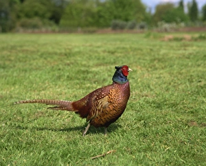 Pheasant Prints: Male pheasant, United Kingdom, Europe