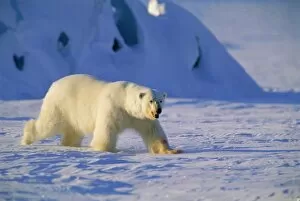 Arctic Gallery: Male Polar Bear(Ursus maritimus) in spring