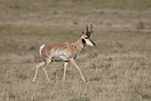 Prong Horn Prints: Male pronghorn (Antilocapra americana)