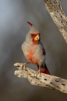 Male pyrrhuloxia (Cardinalis sinuatus), The Pond, Amado, Arizona, United States of America