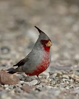 Images Dated 5th December 2009: Male Pyrrhuloxia (Cardinalis sinuatus), Caballo Lake State Park, New Mexico