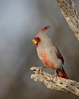 Male pyrrhuloxia (Cardinalis sinuatus), The Pond, Amado, Arizona, United States of America