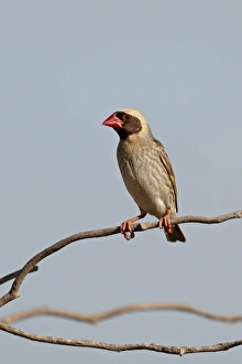 Male red-billed quelea (Quelea quelea), Kgalagadi Transfrontier Park, encompassing the former Kalahari Gemsbok National Park, South