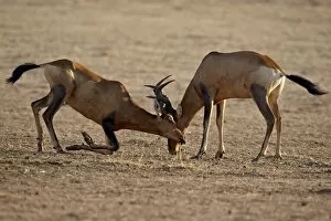Images Dated 20th October 2007: Two male red hartebeest (Alcelaphus buselaphus) sparring, Kgalagadi Transfrontier Park