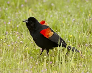 Displaying Prints: Male red-winged blackbird (Agelaius phoeniceus) displaying, San Jacinto Wildlife Area