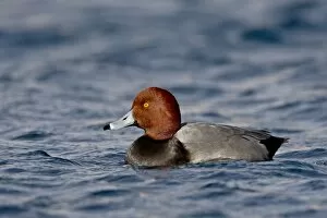 Images Dated 13th December 2008: Male Redhead (Aythya americana) swimming, Veterans Park, Boulder City, Nevada