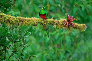 Rica Prints: Male Resplendent quetzal (Pharomachrus mocinno) on branch, Costa Rica