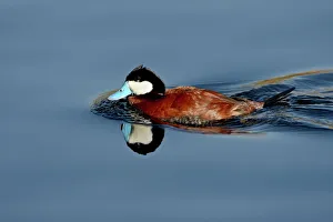 Arizona Gallery: Male ruddy duck (Oxyura jamaicensis) swimming, Sweetwater Wetlands, Tucson