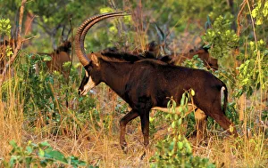 Male Animal Prints: A male Sable Antelope (Hippotragus niger)