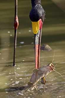 Images Dated 19th October 2006: Male saddle-billed stork