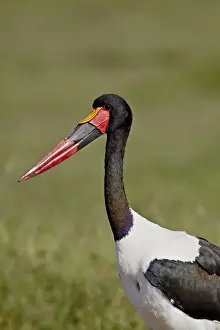 Male saddle-billed stork (Ephippiorhynchus senegalensis), Ngorongoro Crater