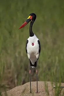 Stork Prints: Male saddlebilled stork (Ephippiorhynchus senegalensis)