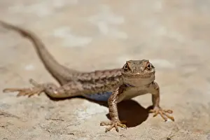 Lizard Prints: Male sagebrush lizard (Sceloporus graciosus) looking at camera