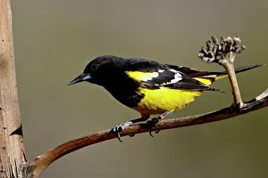 Images Dated 7th April 2010: Male Scotts oriole (Icterus parisorum), Chiricahuas, Coronado National Forest