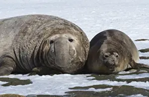 Wild Animals Prints: Male Southern Elephant seal (Mirounga leonina) with female on snow, Salisbury Plain