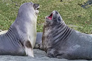 Pups Prints: Male southern elephant seal (Mirounga leonina) pups mock fighting on South Georgia Island