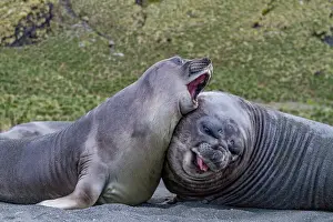 Childhood Prints: Male southern elephant seal (Mirounga leonina) pups mock fighting on South Georgia Island