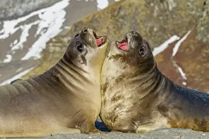 Territory Prints: Male southern elephant seal (Mirounga leonina) pups mock fighting on South Georgia Island