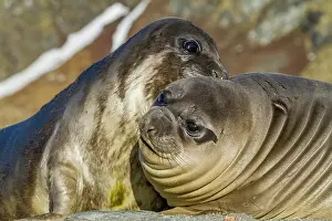 Observations Prints: Male southern elephant seal (Mirounga leonina) pups mock fighting on South Georgia Island