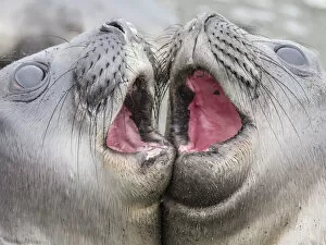 Confrontation Gallery: Male southern elephant seal pups, Mirounga leonina, mock fighting in Gold Harbour